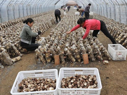 2019年中國食用菌產(chǎn)業(yè)回顧 工廠化產(chǎn)能過剩與菌種貿(mào)易新格局