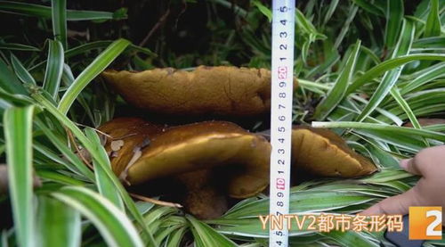 花臺驚現(xiàn)15公斤巨型牛肝菌，食用菌菌種進(jìn)出口迎來新機(jī)遇