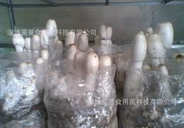 食用菌菌種供應全攻略 從批發、價格到進出口的詳細指南