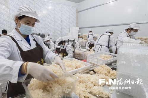 “萬菇之王”繡球菌在羅源栽培成功，推動(dòng)食用菌菌種進(jìn)出口新篇章