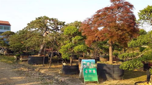 香泡樹 浙江香泡樹 嵊州市墅院景觀花木專業合作社 13357554232