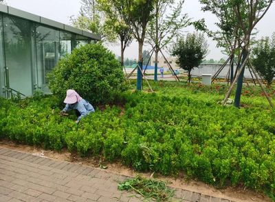 【原山大綠化時代】雨天不停工,綠化工程建設(shè)持續(xù)推進(jìn)!